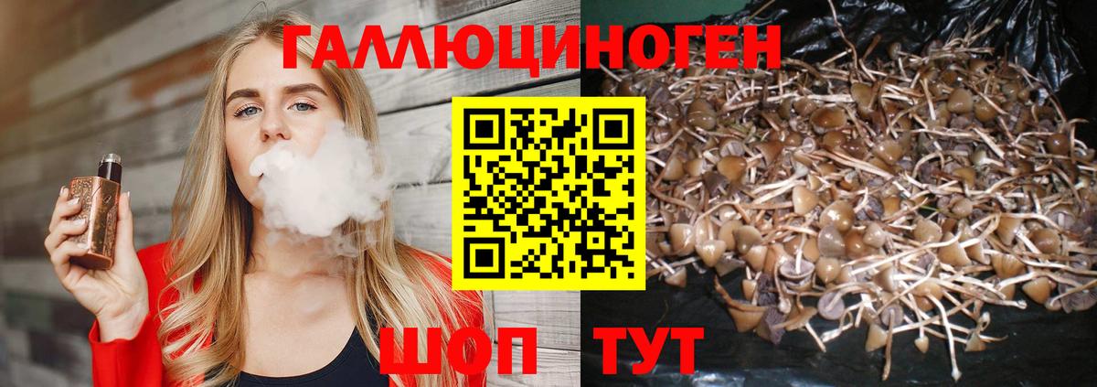 Кашира  Галлюциногенные грибы Psilocybine cubensis  Вход с VPN 